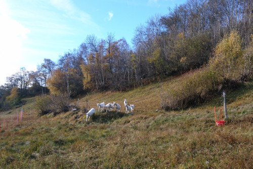 Landwirtschaft